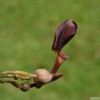 Aristolochia indica L.